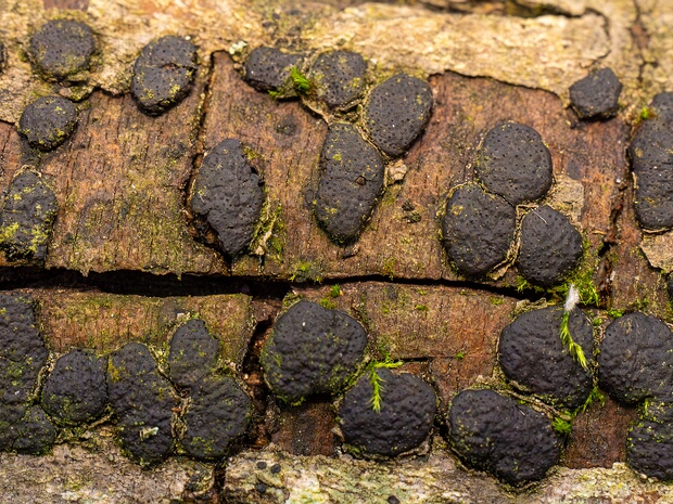 Диатрипе пузырчатая - Diatrype bullata