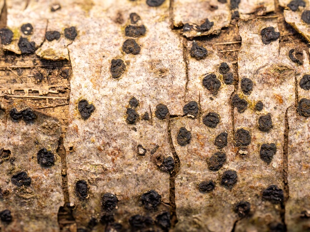 Эутипелла четвероякая - Eutypella quaternata