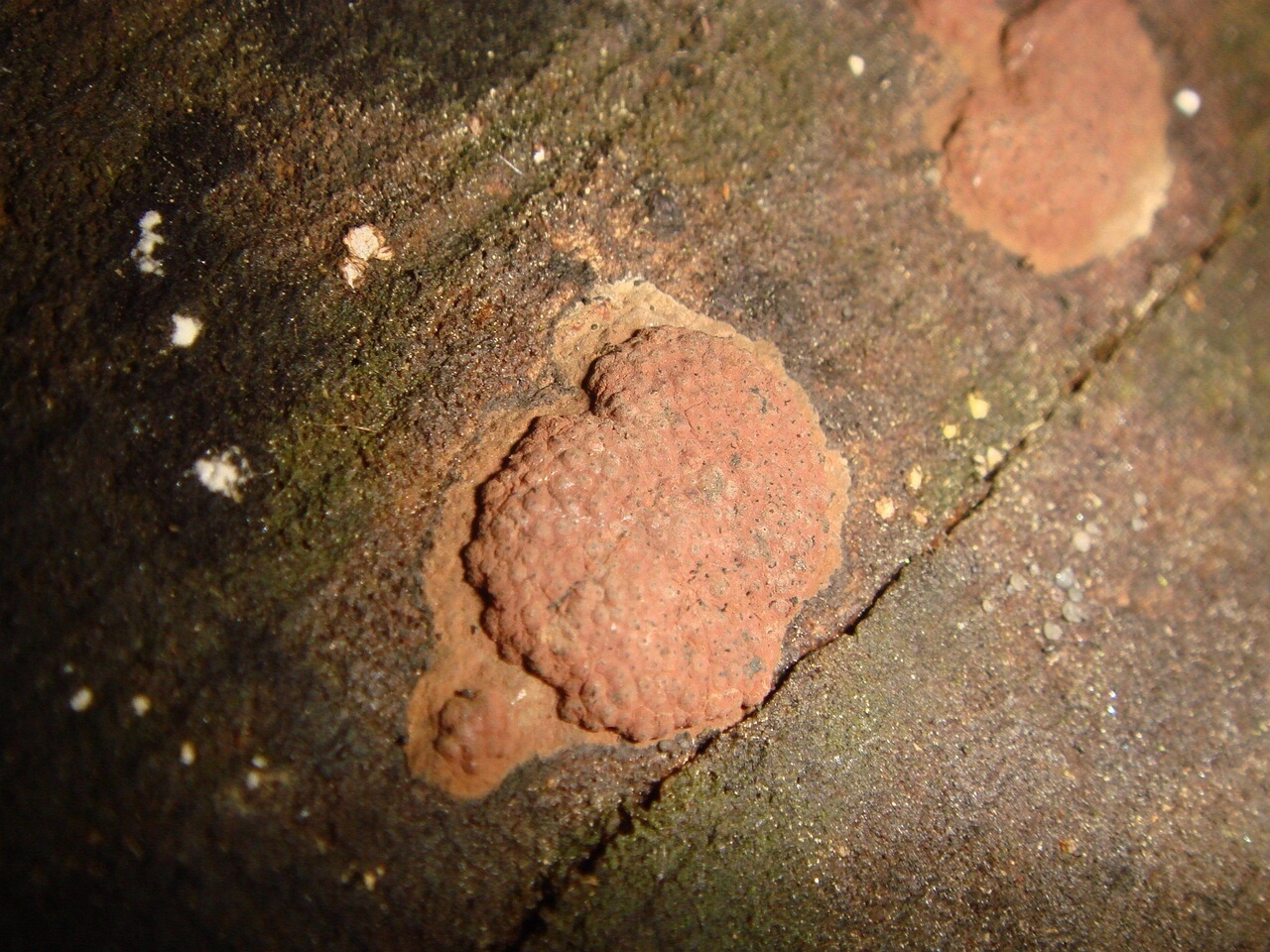 fungi-0002080