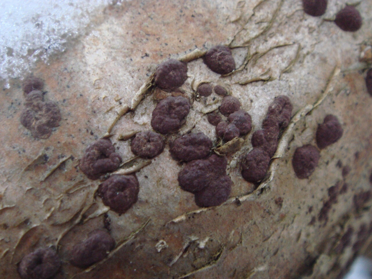 fungi-0002881