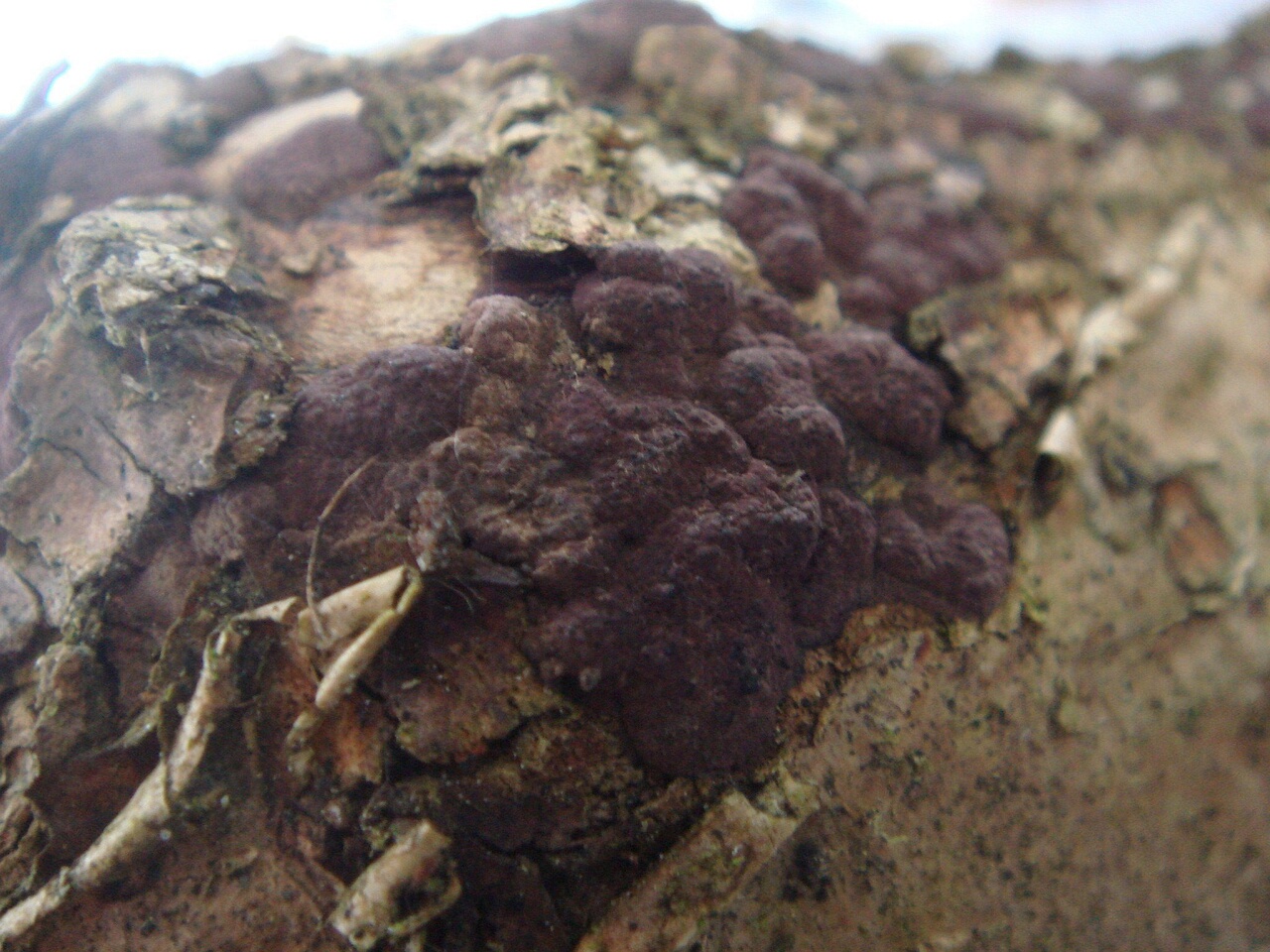 fungi-0002882
