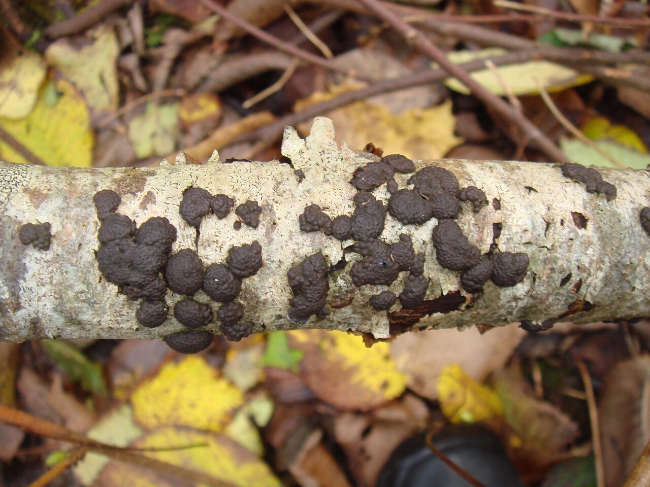 fungi-0004265