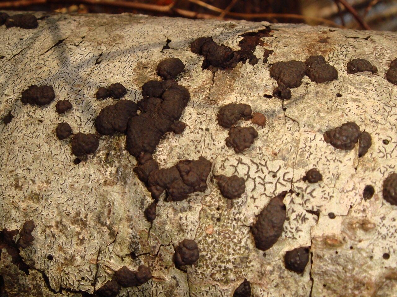 fungi-0004389