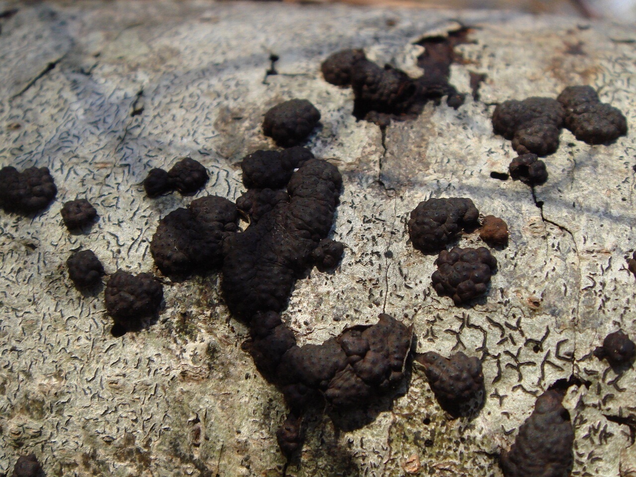 fungi-0004390
