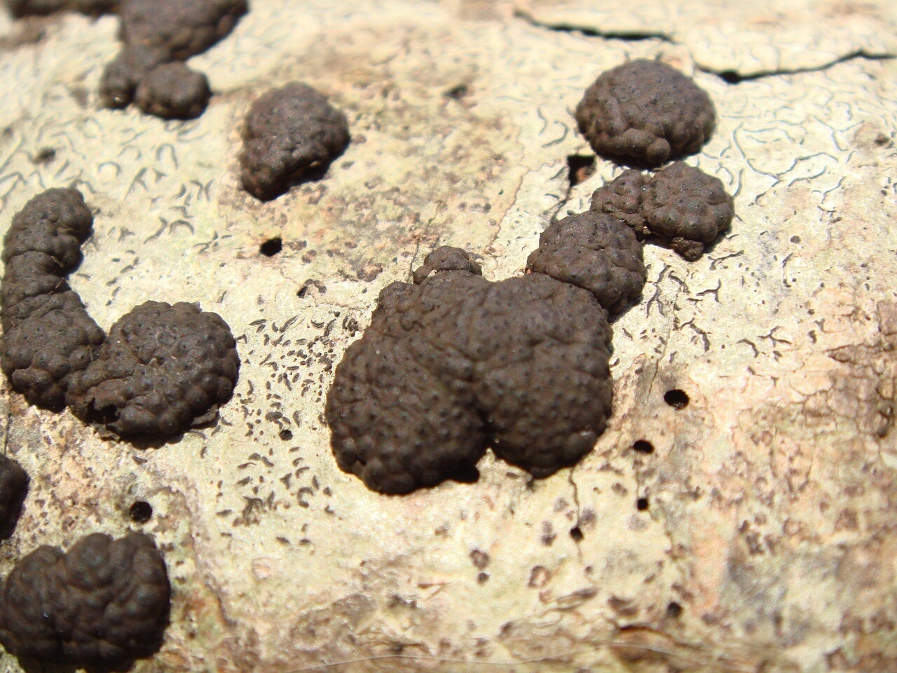 fungi-0004391