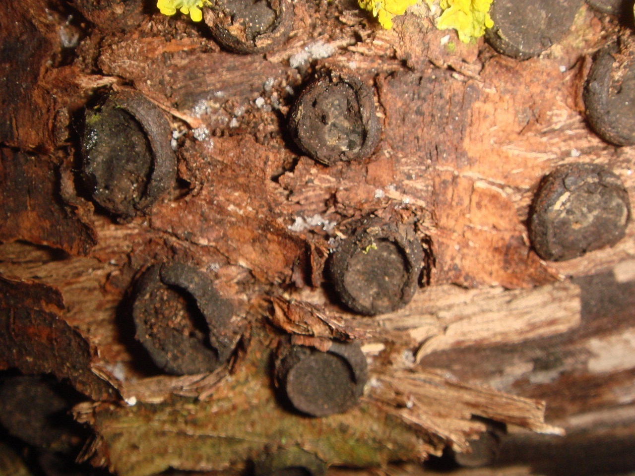 fungi-0002746