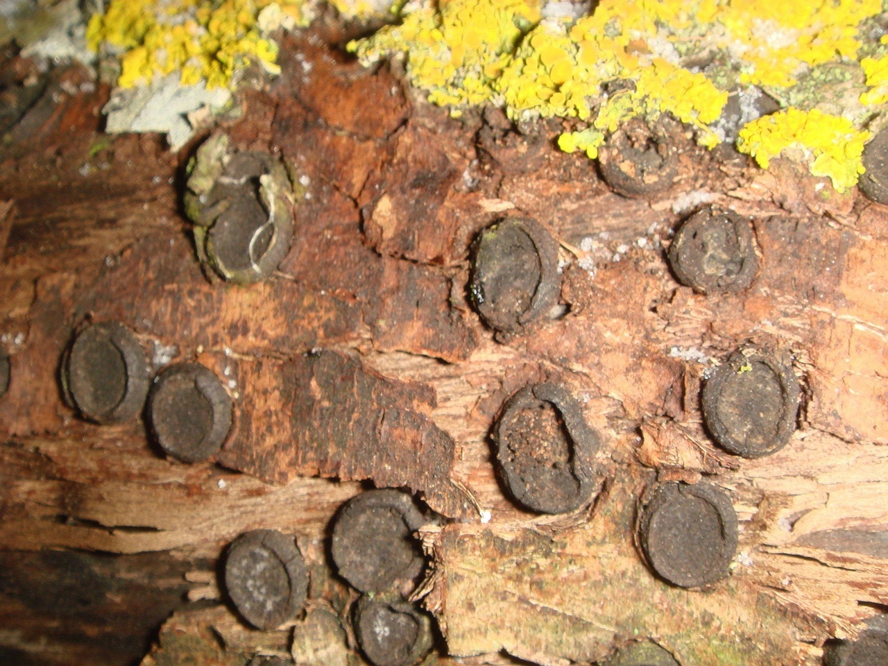 fungi-0002747