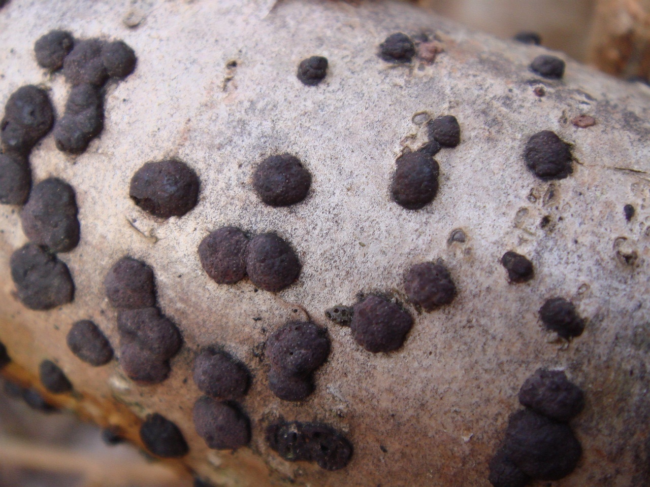 fungi-0003841