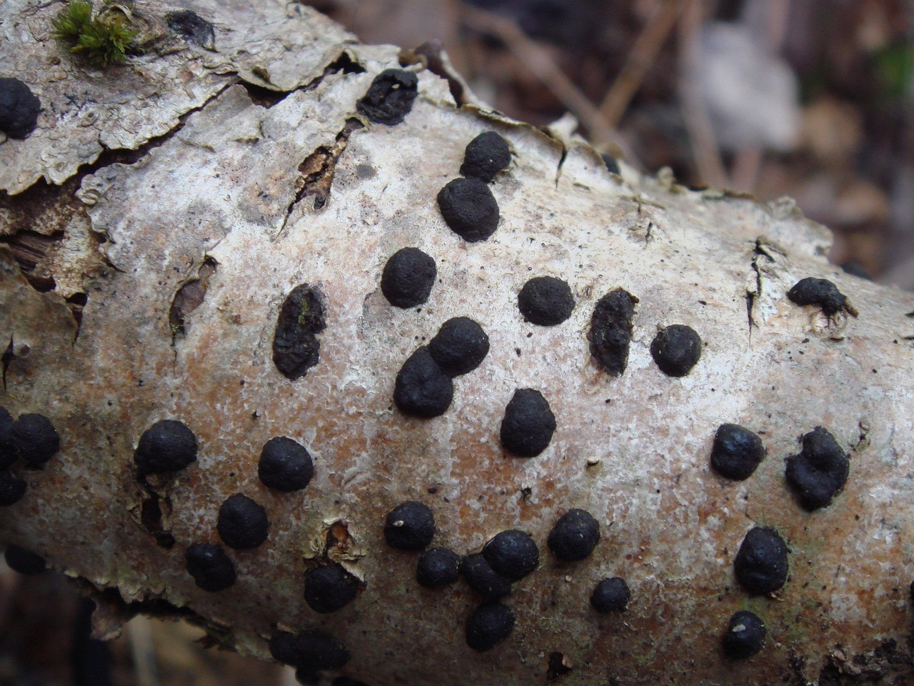 fungi-0003842