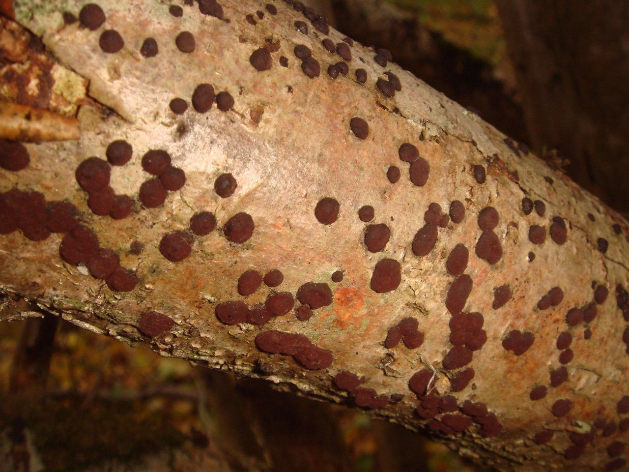 fungi-0004272