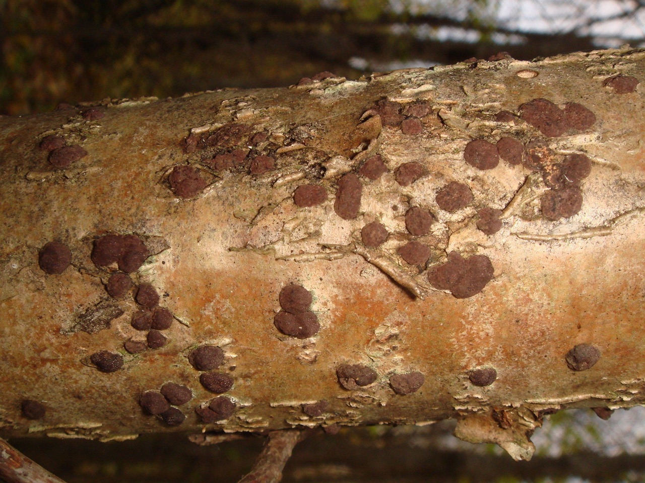 fungi-0004279