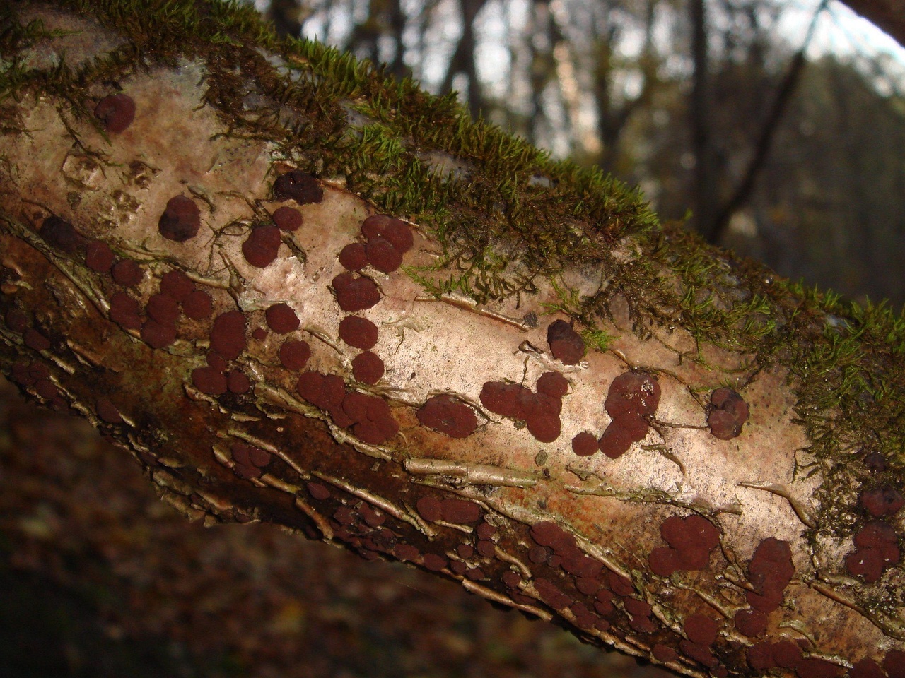 fungi-0004303