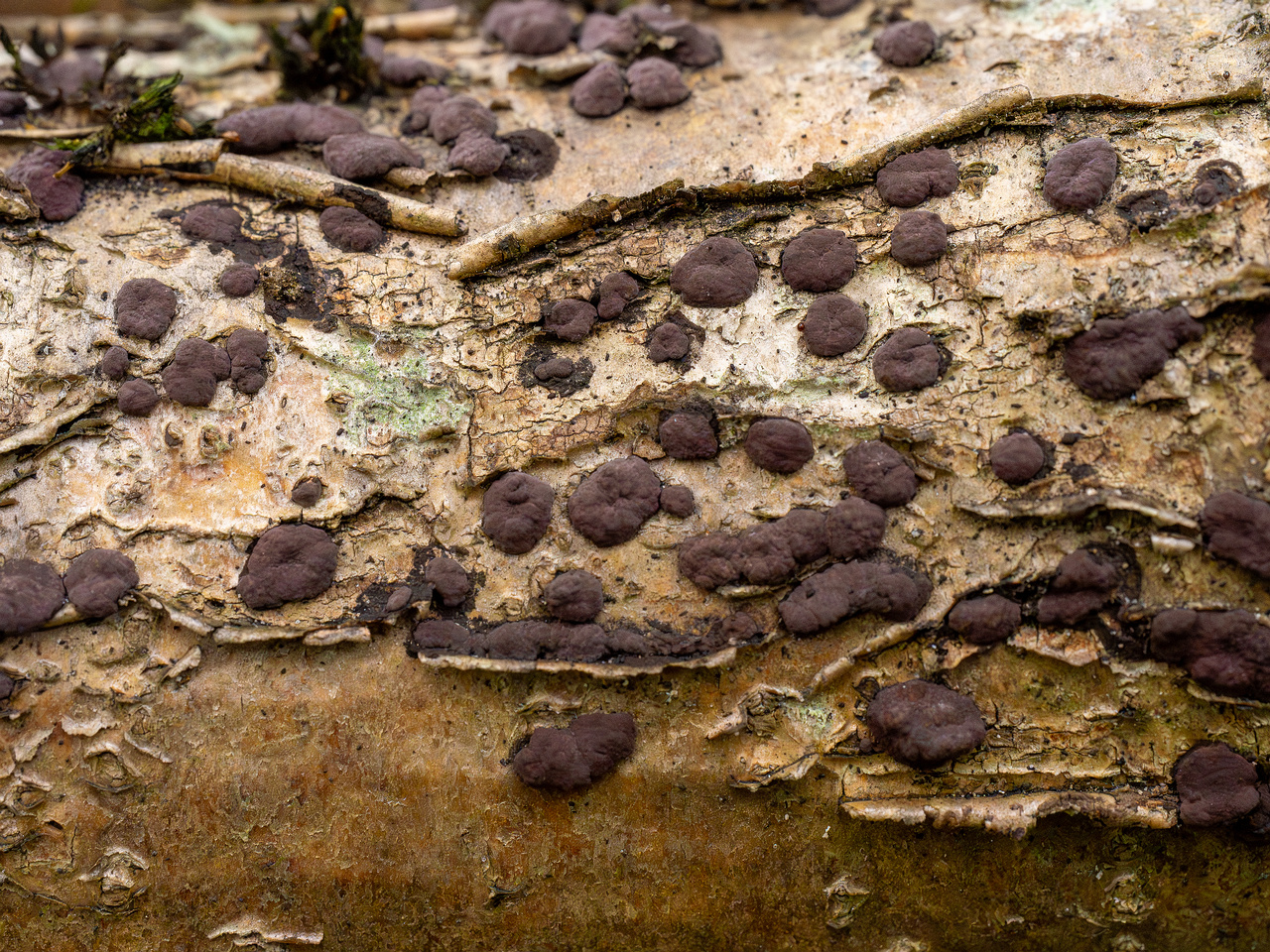 hypoxylon-fuscum_1-10