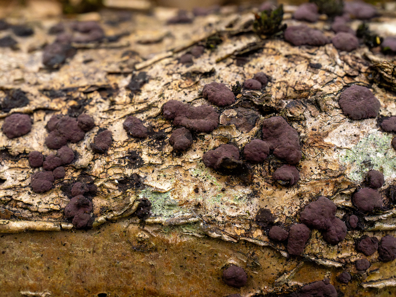 hypoxylon-fuscum_1-5