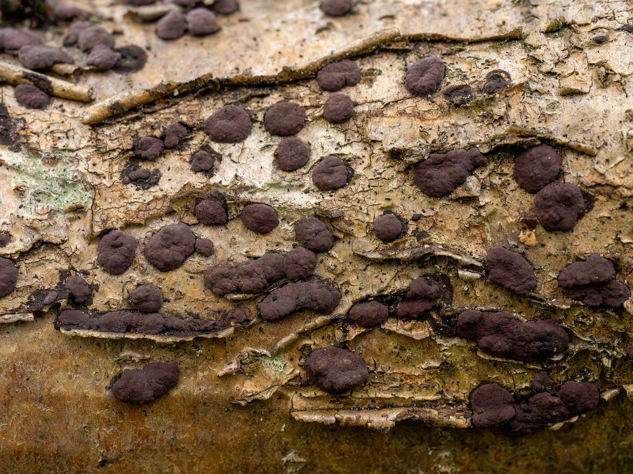 hypoxylon-fuscum_1-8