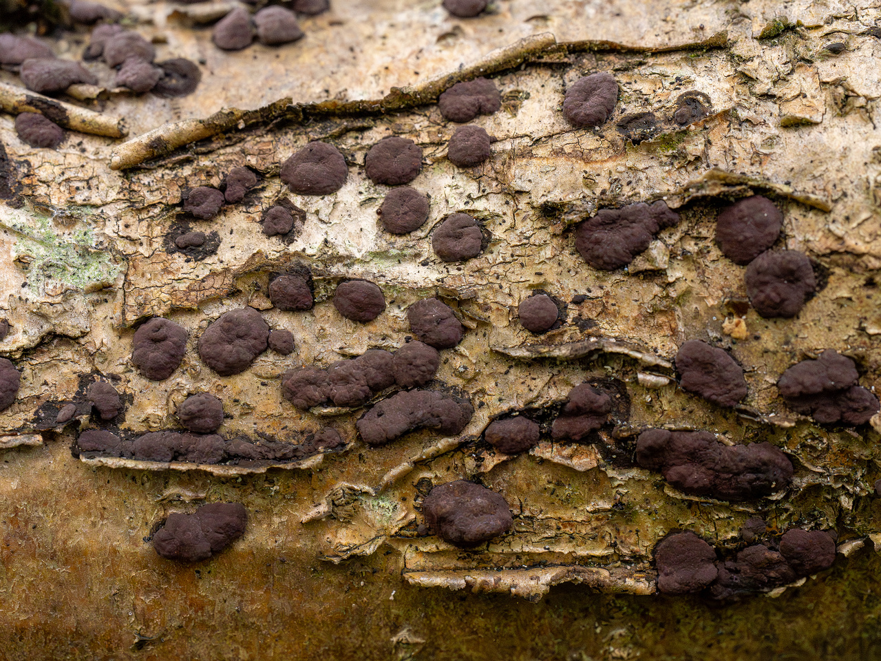 hypoxylon-fuscum_1-9