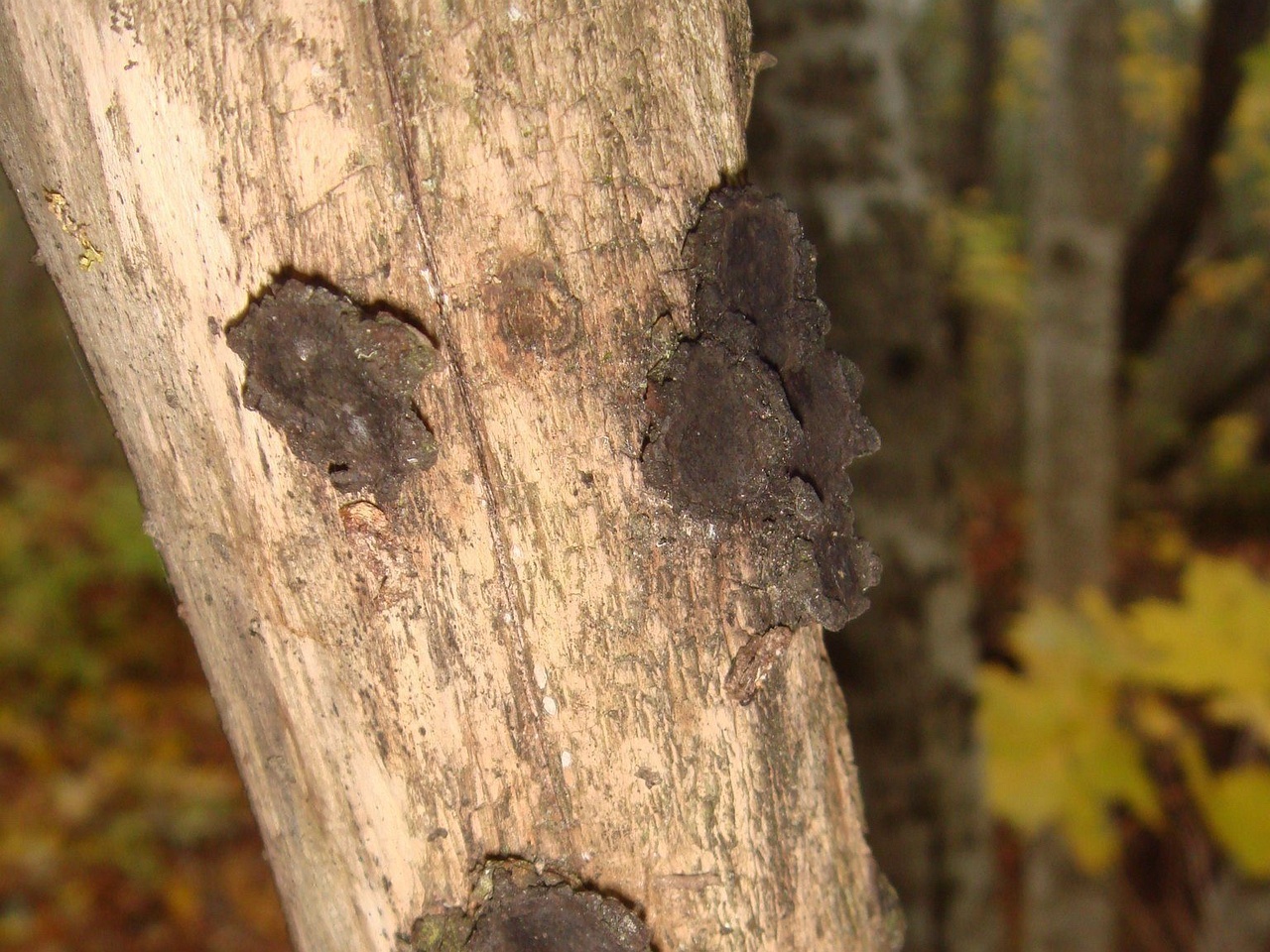 fungi-0004281