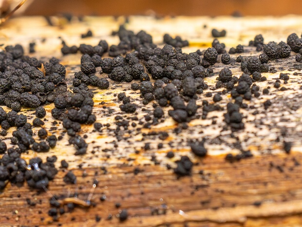 Коронофоровые - Coronophorales The Coronophorales are an order of fungi in the class Sordariomycetes. According to a 2008 estimate, the order consisted...