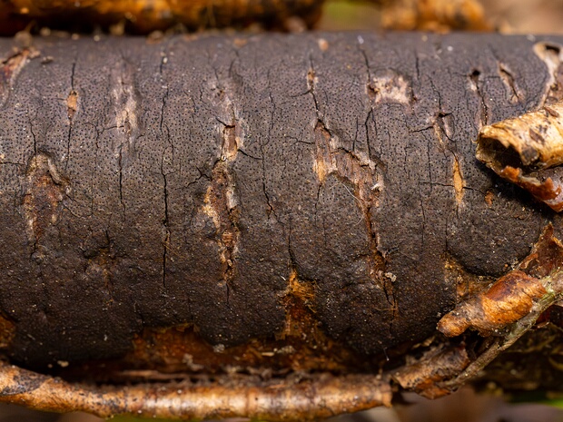 Ксиляриевые - Xylariales The Xylariales are an order of fungi within the class Sordariomycetes (also known as Pyrenomycetes), subdivision...