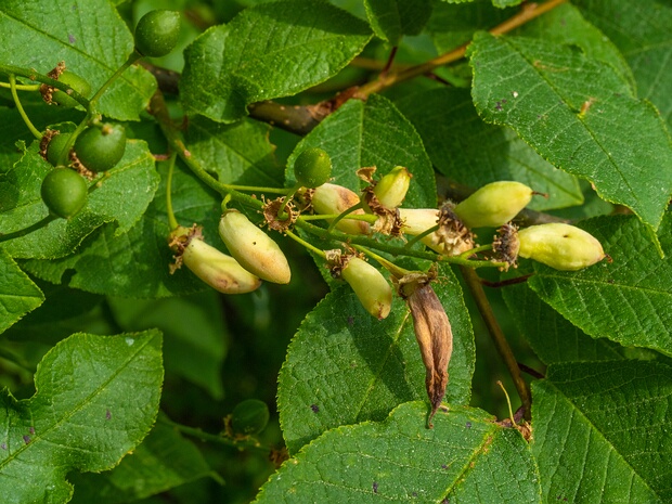 Тафрина черёмуховая - Taphrina padi
