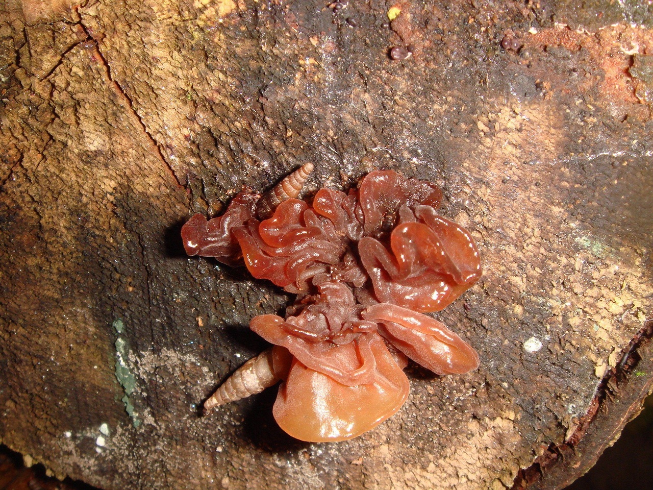 fungi-0004038