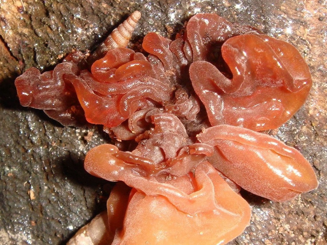 fungi-0004039_