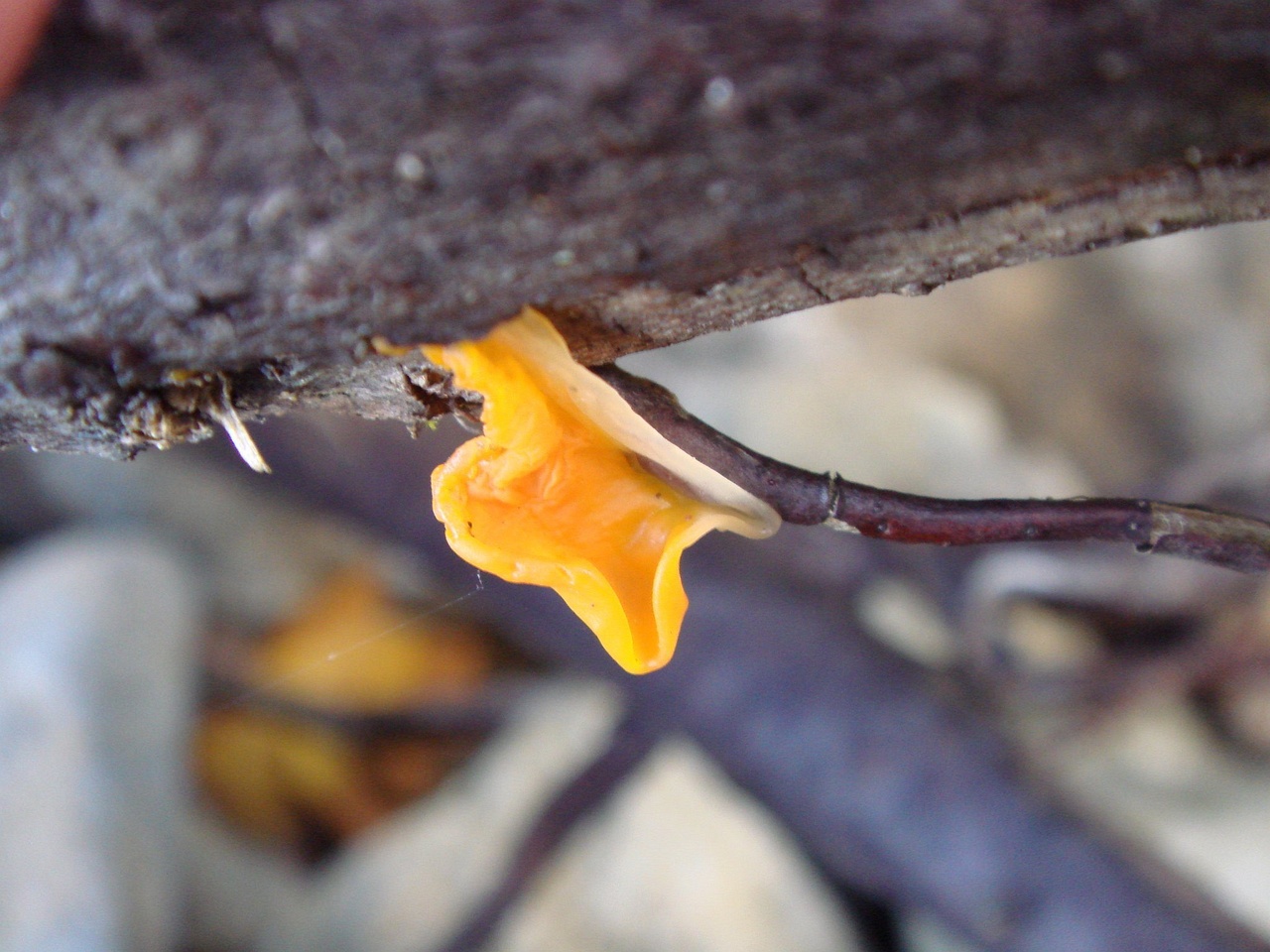 fungi-0003589