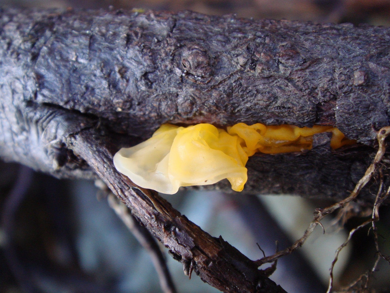 fungi-0003590