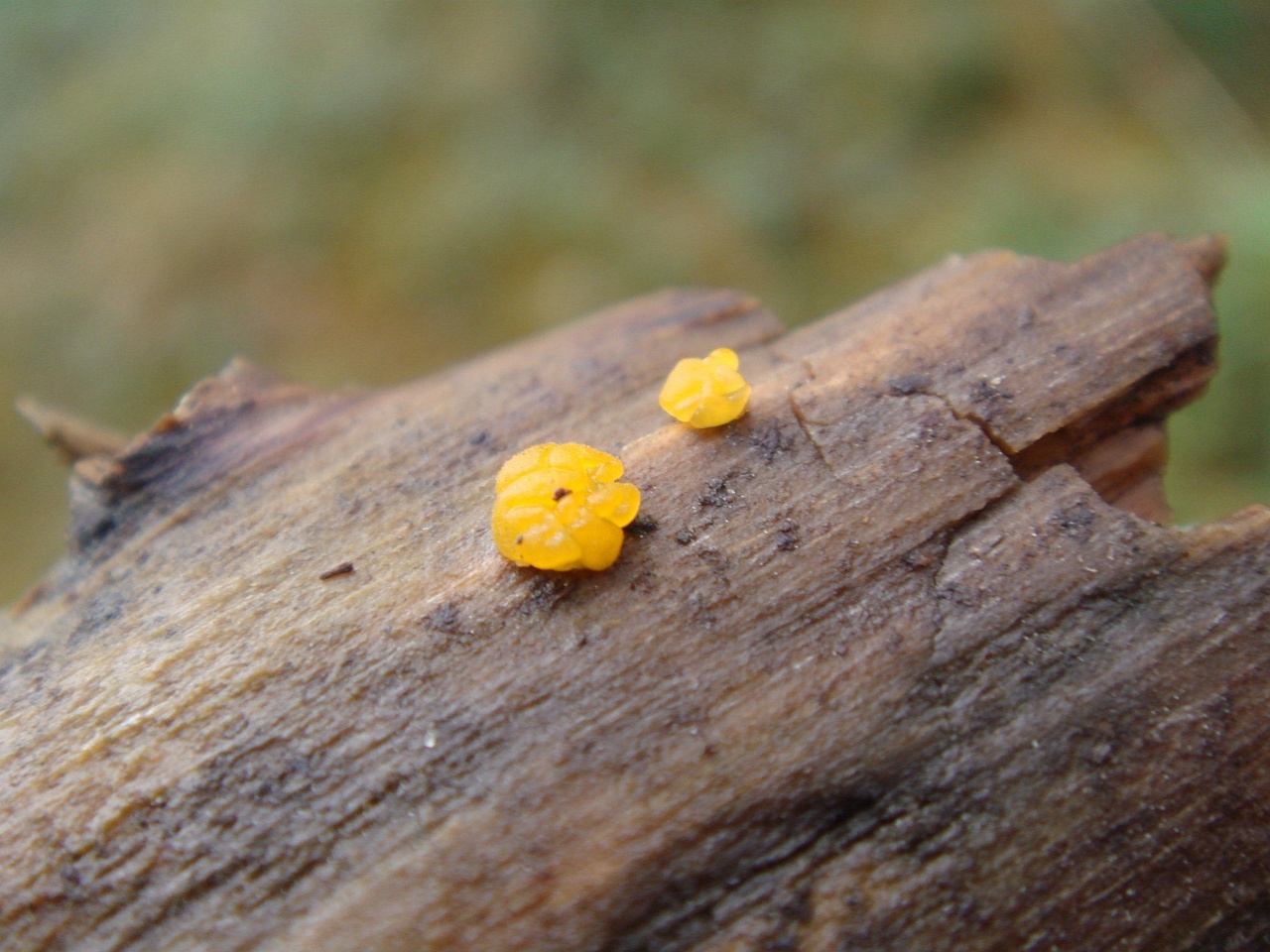 fungi-0003688