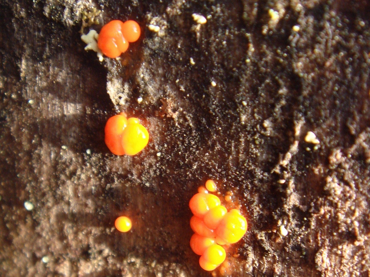 fungi-0003714