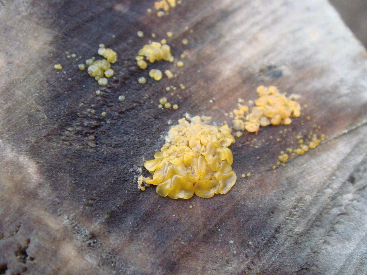 fungi-0003814