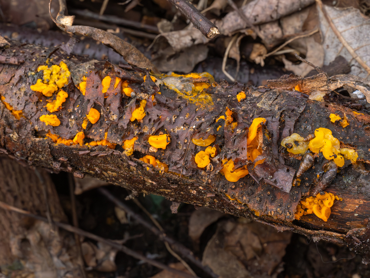 tremella-mesenterica-1