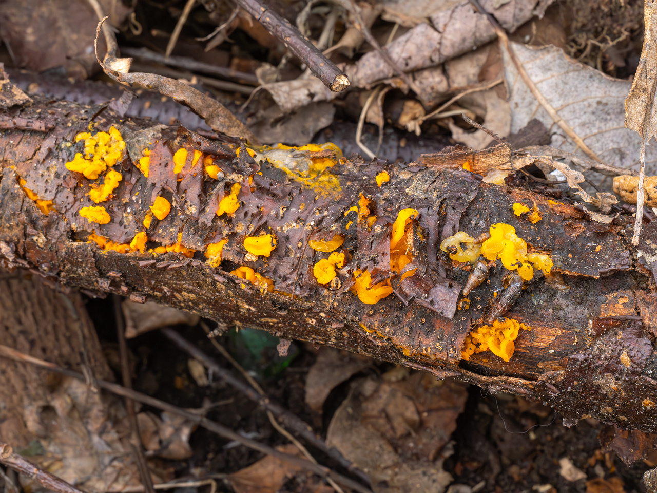 tremella-mesenterica-3