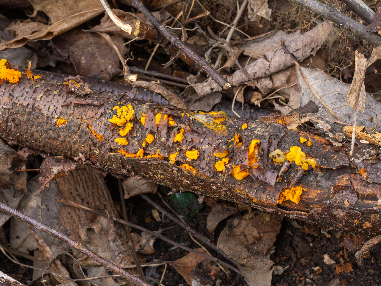tremella-mesenterica-4