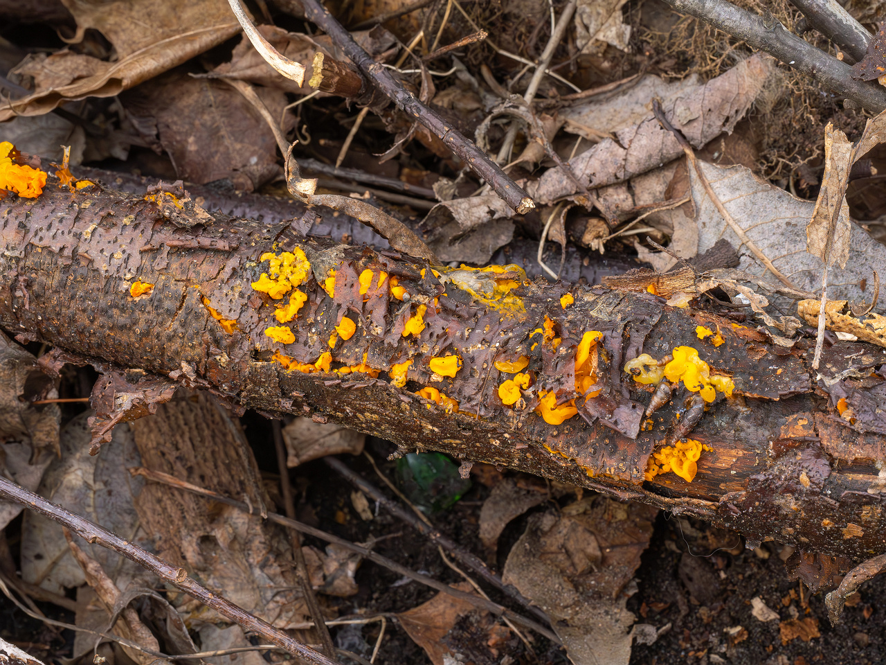 tremella-mesenterica-5