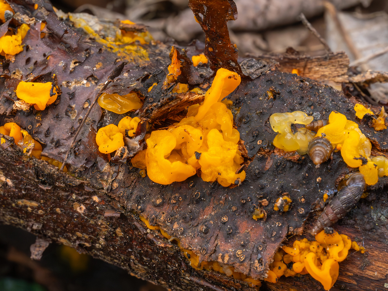 tremella-mesenterica-6