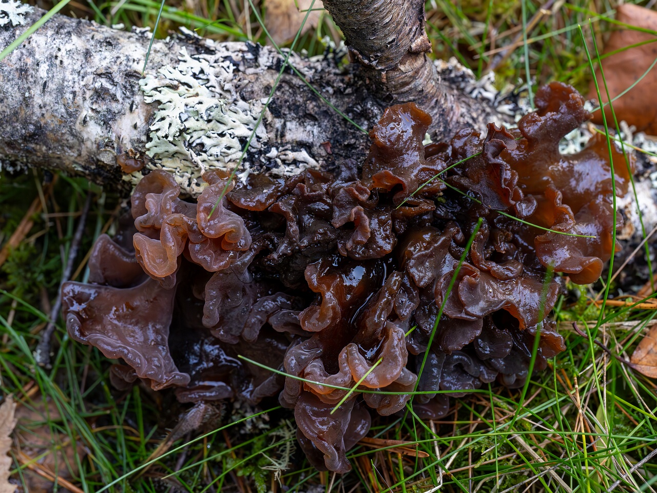 Phaeotremella frondosa _2026-09-22_1-1