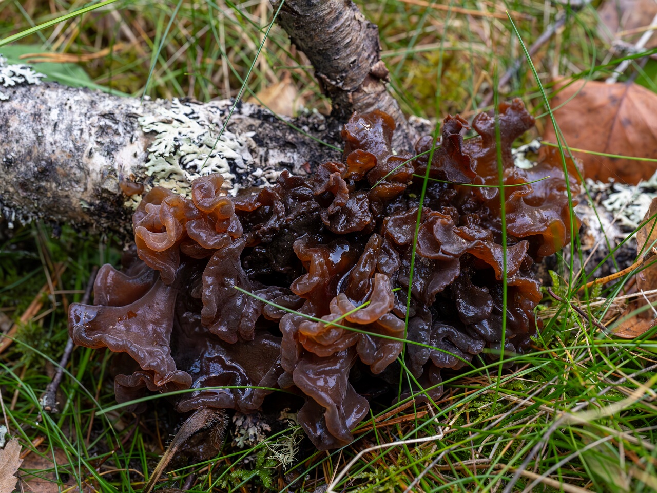 Phaeotremella frondosa _2026-09-22_1-2