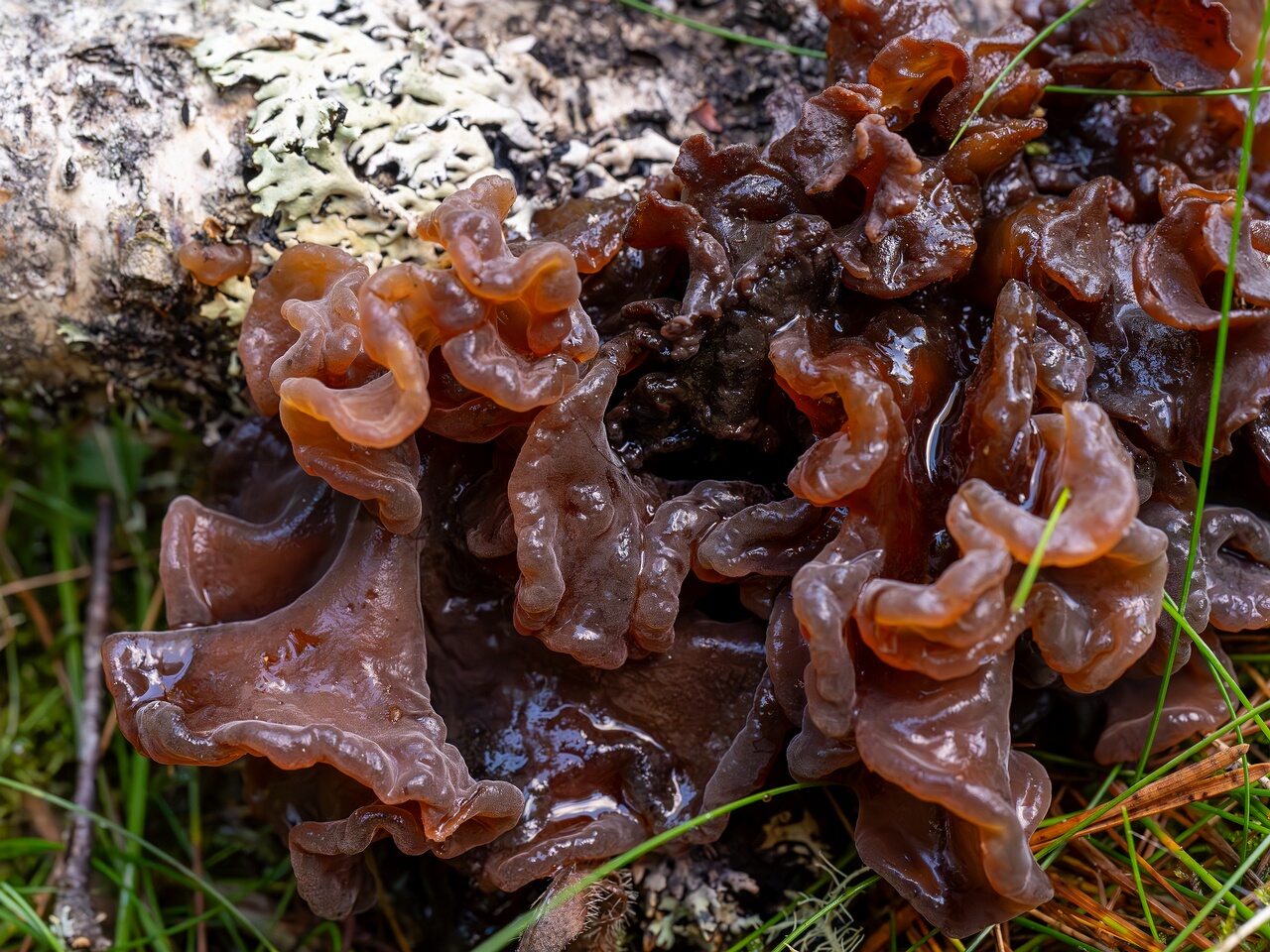 Phaeotremella frondosa _2026-09-22_1-6