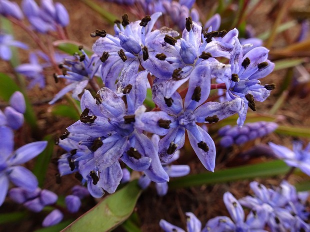 Микосиринговые - Mycosyringaceae