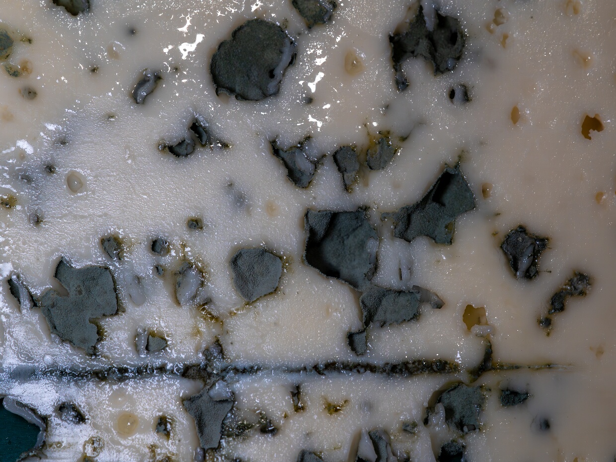 Пеницилл Рокфор - Penicillium roqueforti