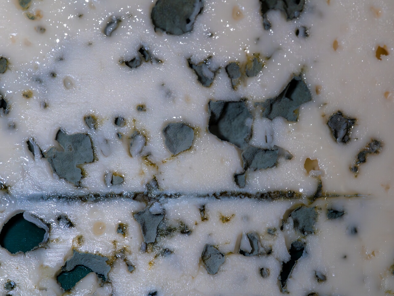 Penicillium roqueforti _2026-08-16_1-2