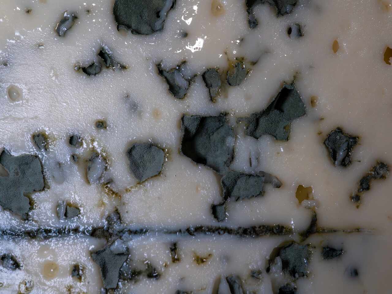 Penicillium roqueforti _2026-08-16_1-5