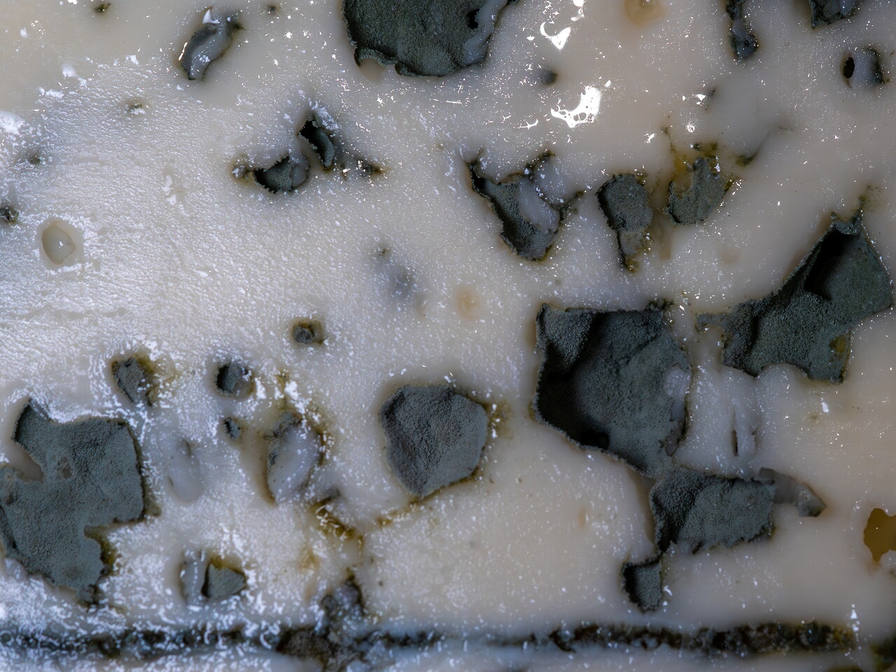 Penicillium roqueforti _2026-08-16_1-6