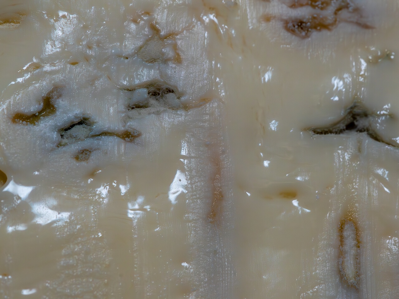 Penicillium glaucum _2026-08-16_1-3
