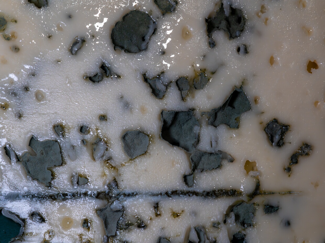 Пеницилл Рокфор - Penicillium roqueforti 🆔 Penicillium roqueforti Thom ℹ️ Body: Rapidly growing, dense, velvety to fasciculate mould; mycelium whitish but...