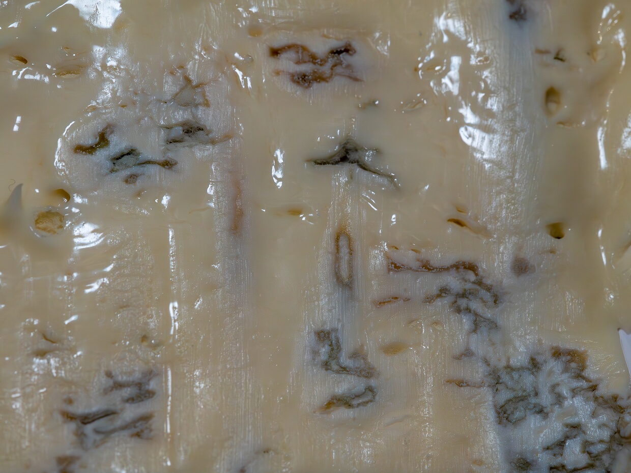 Пеницилл сизый - Penicillium glaucum 🆔 Penicillium glaucum Link ℹ️ Body: Filamentous mould forming dense white mycelium that develops sage-green, blue-green...