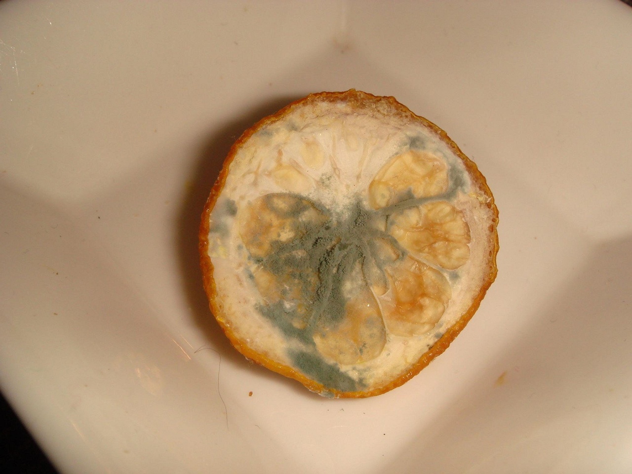 fungi-0002345