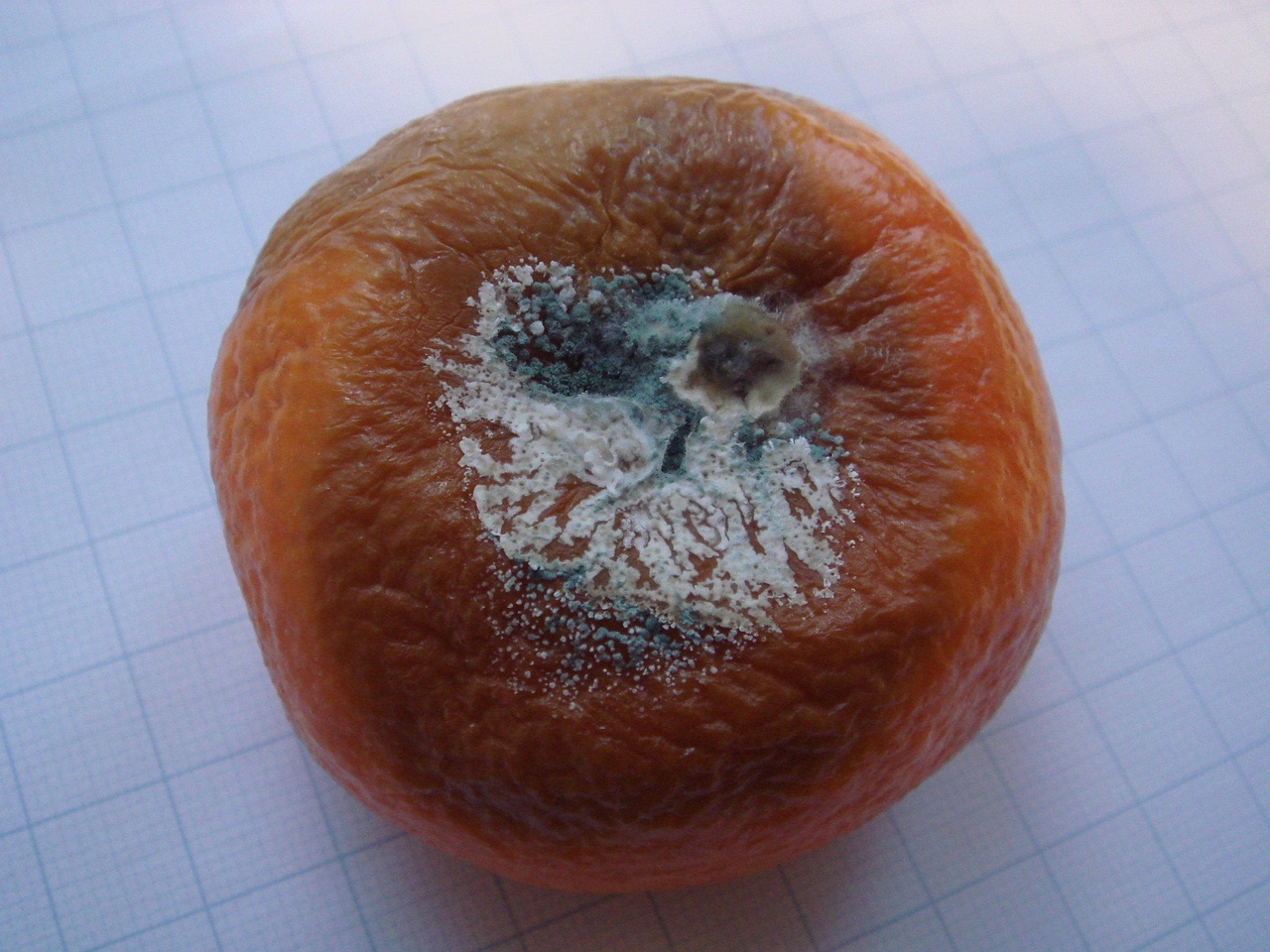 fungi-0002640