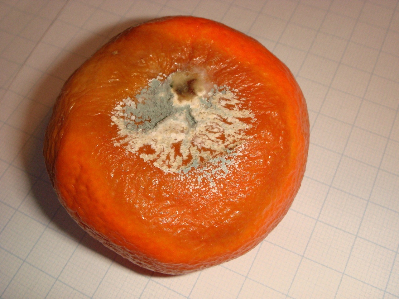 fungi-0002641